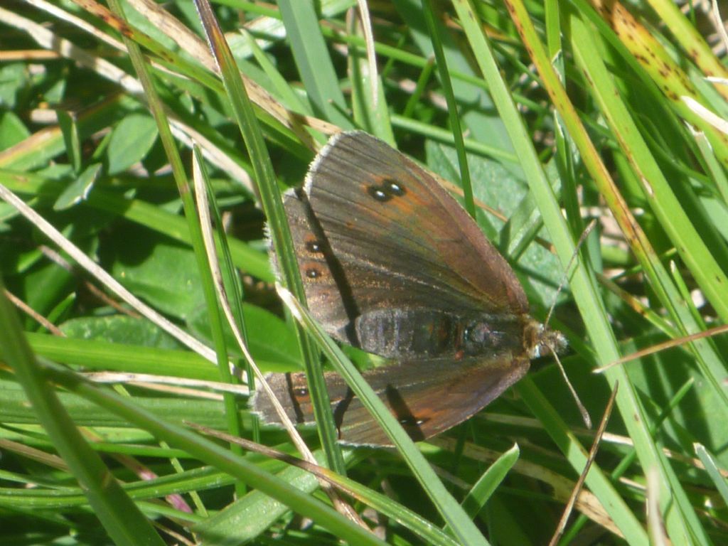 Erebia cassioides ed Erebia cfr. manto